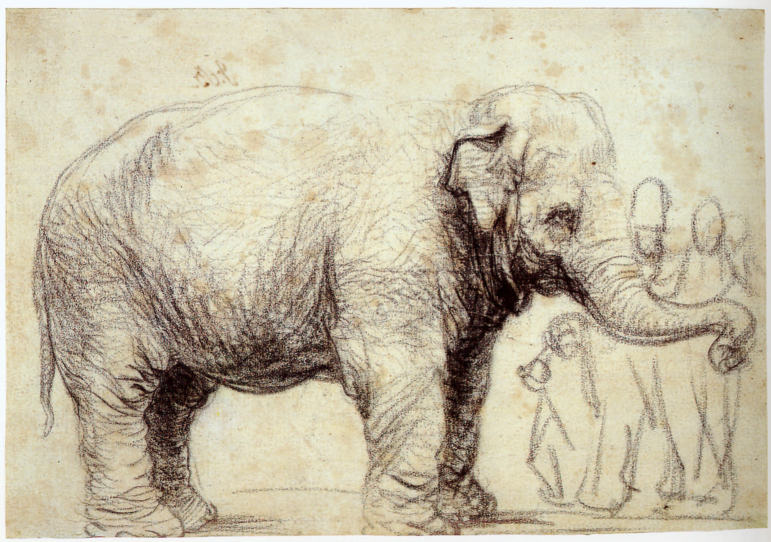 Olifant Rembrandt